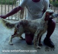Setter Anglais SIMBA DEL FAENOR NI dite TACA Setter Anglais SIMBA DEL FAENOR NI dite TACA